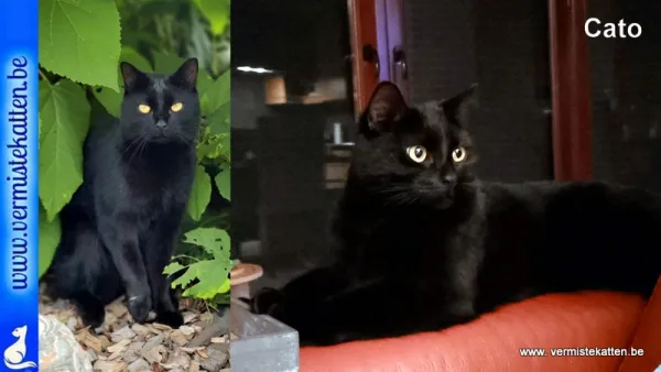 Cato