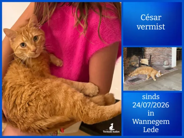 César