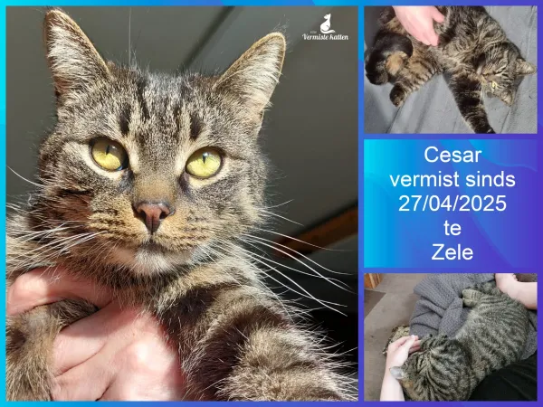 Cesar