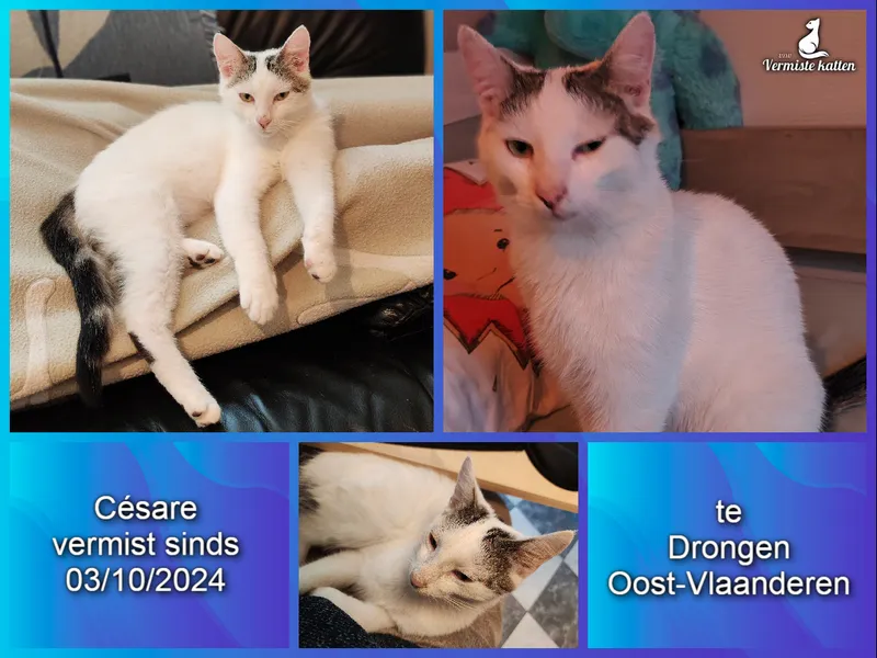 Césare