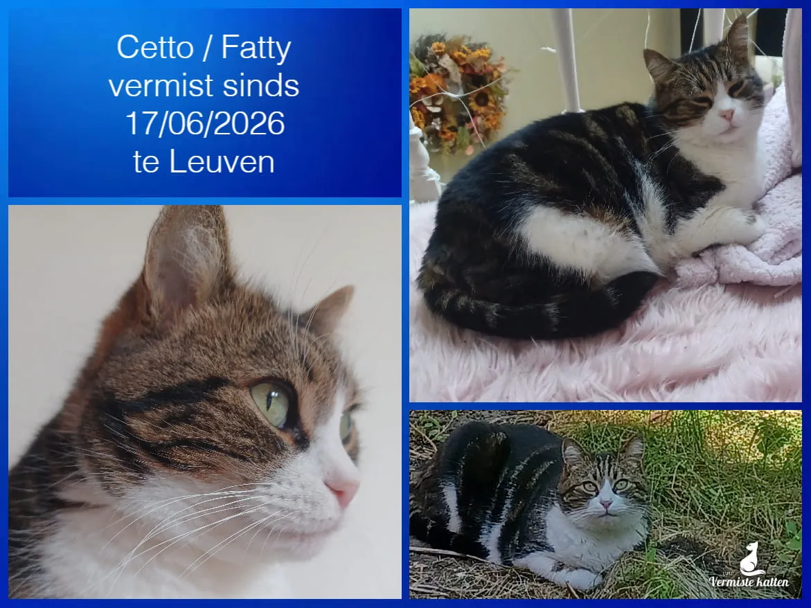 Cetto / Fatty