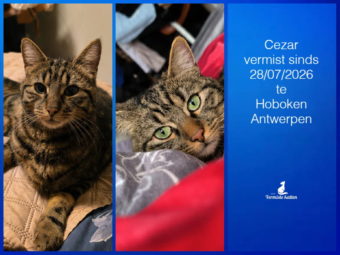 Cezar