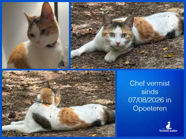 Chef