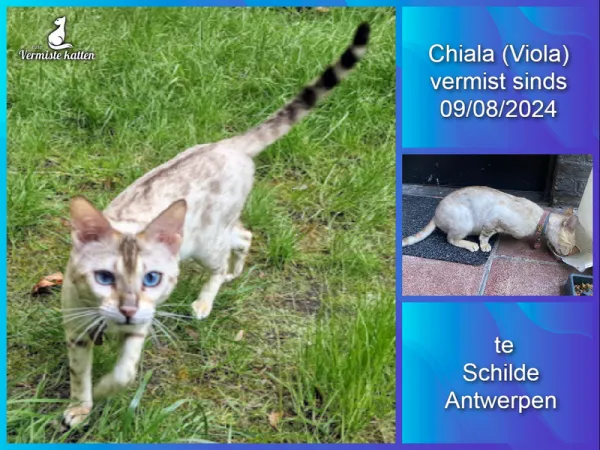 Chiala (Viola op chip)