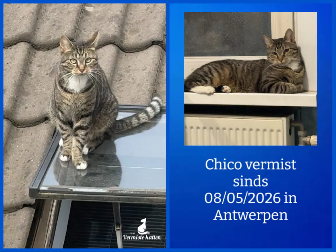 Chico