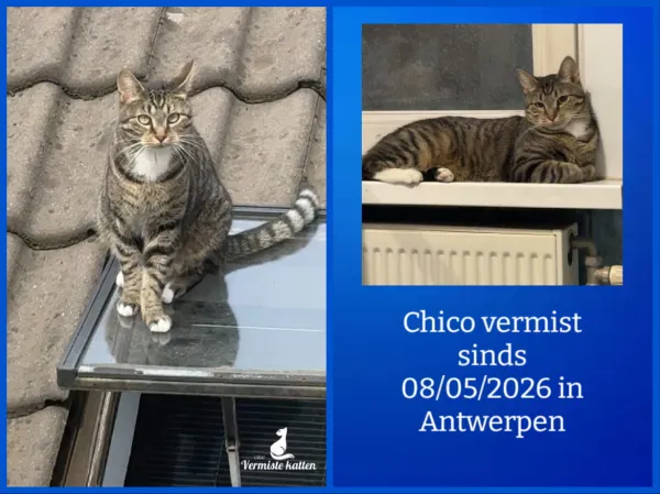 Chico
