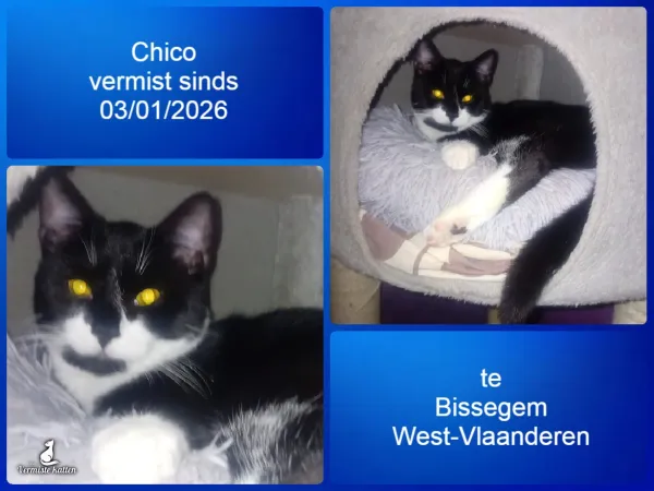Chico