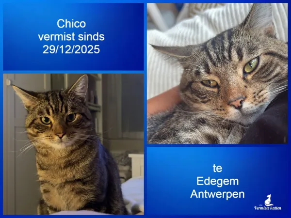 Chico