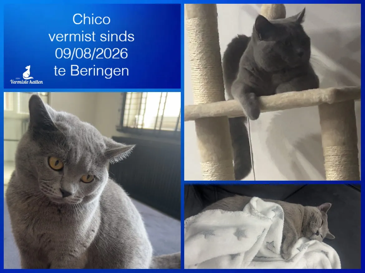 Chico