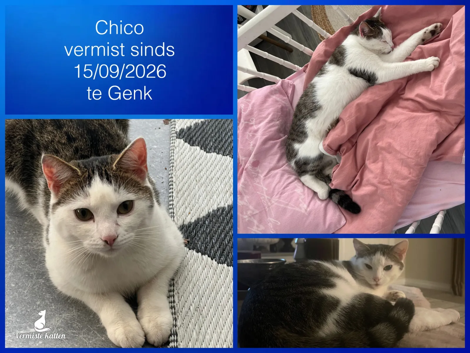 Chico