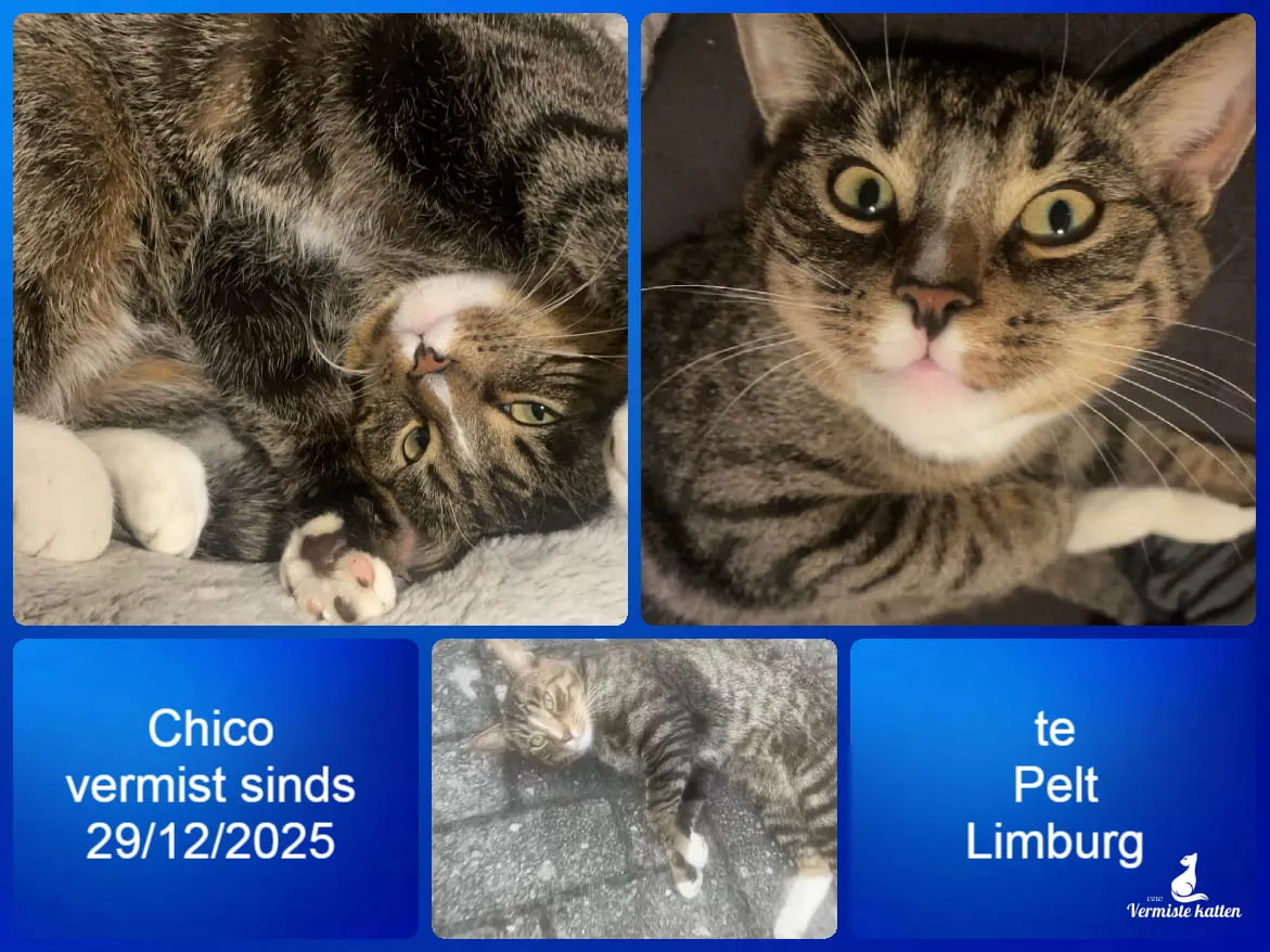 Chico