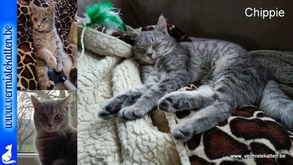 Chippie