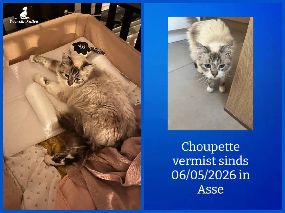 Choupette