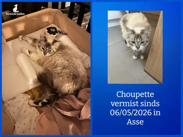 Choupette