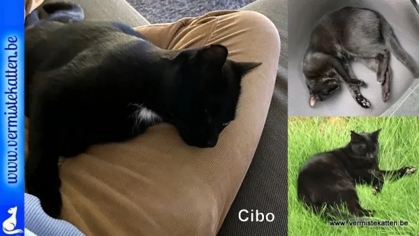 Cibo