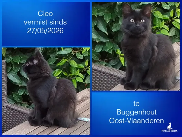 Cleo