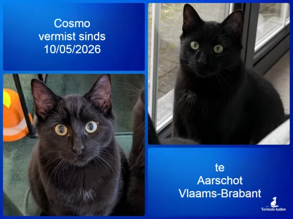 Cosmo