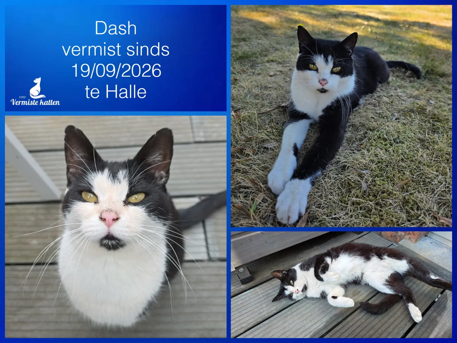 Dash
