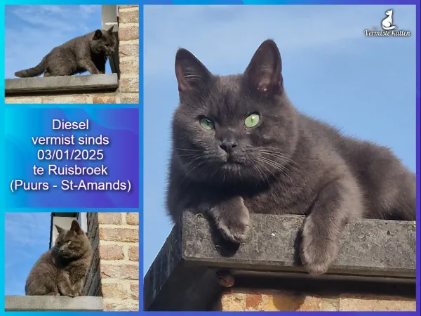 Diesel