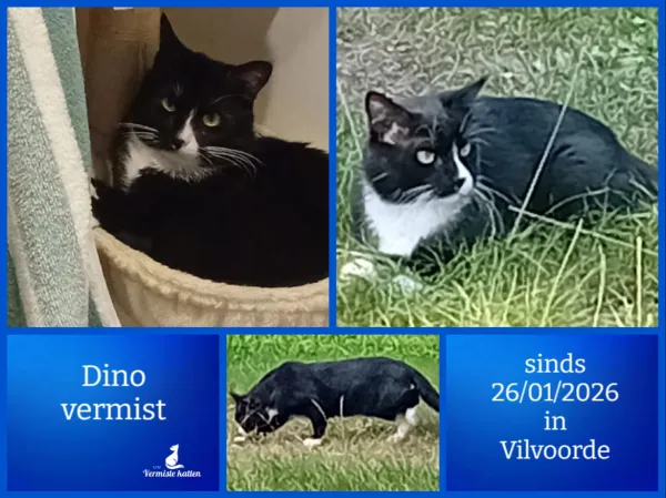 Dino