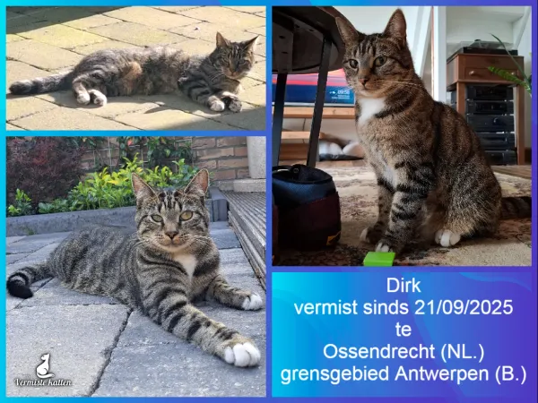 Dirk