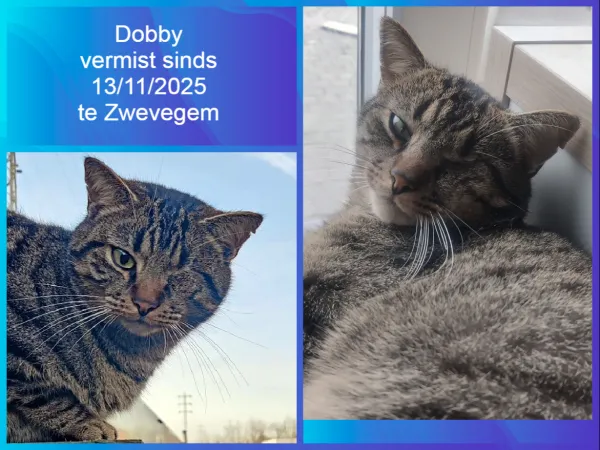 Dobby