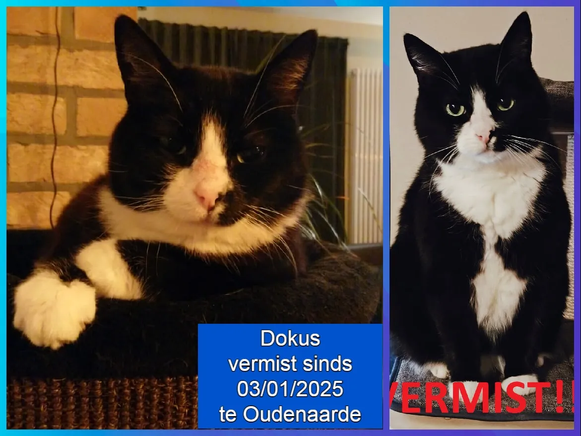 Dokus