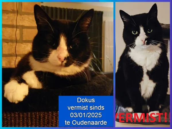 Dokus