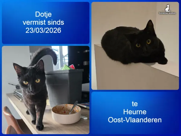 Dotje