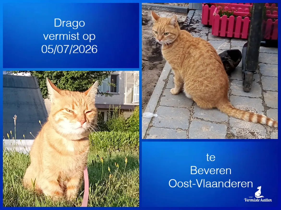 Drago