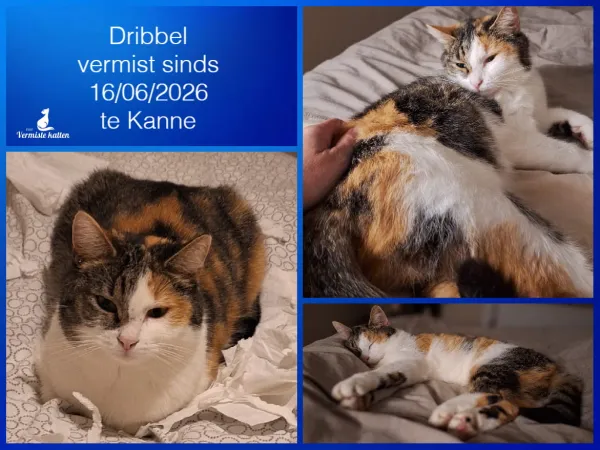 Dribbel