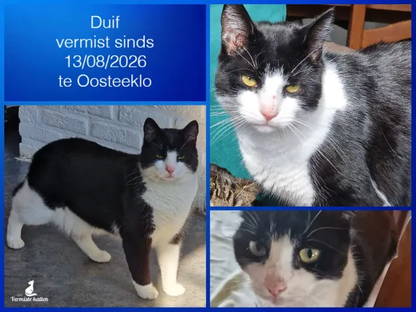 Duif
