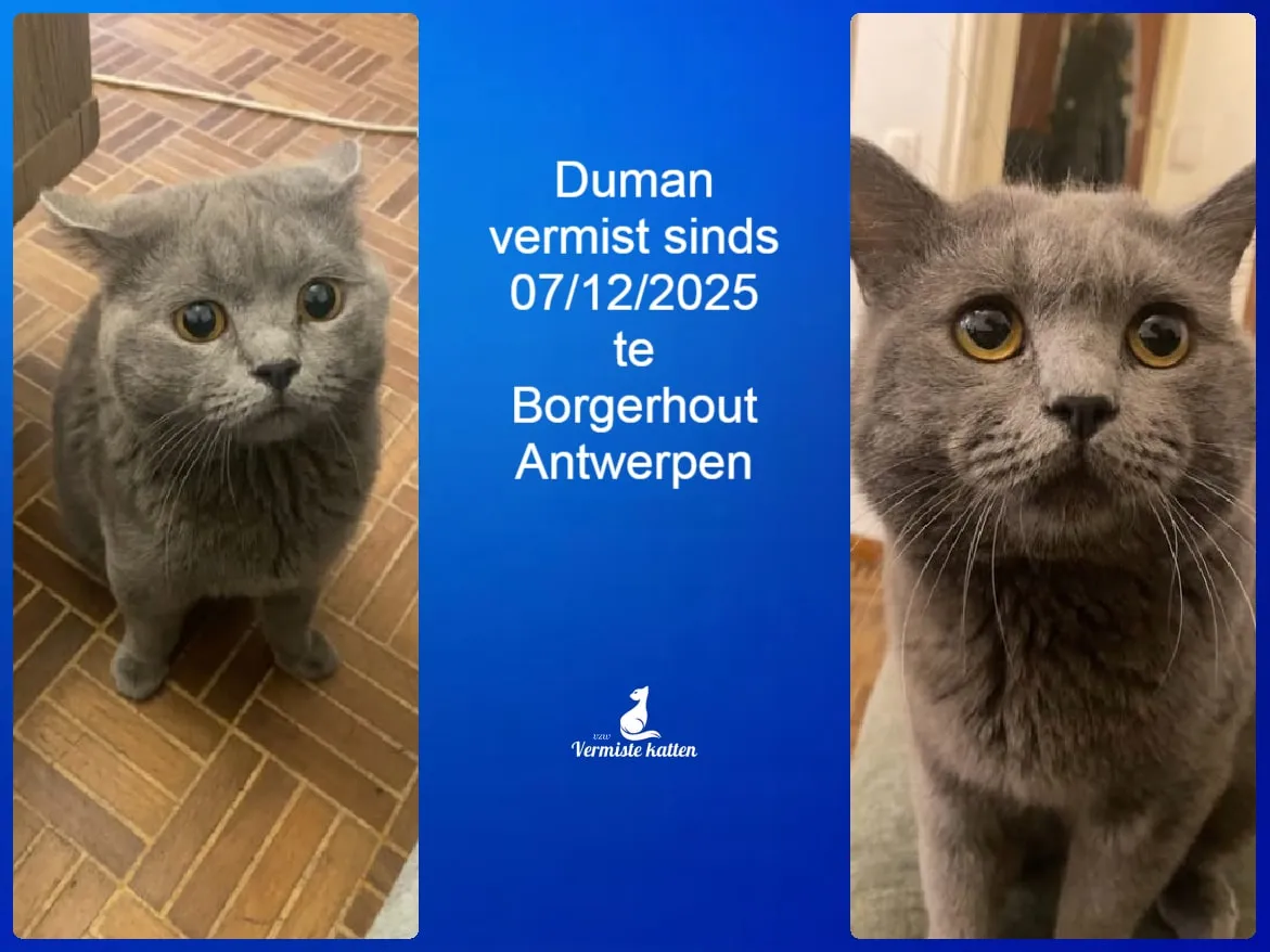 Duman