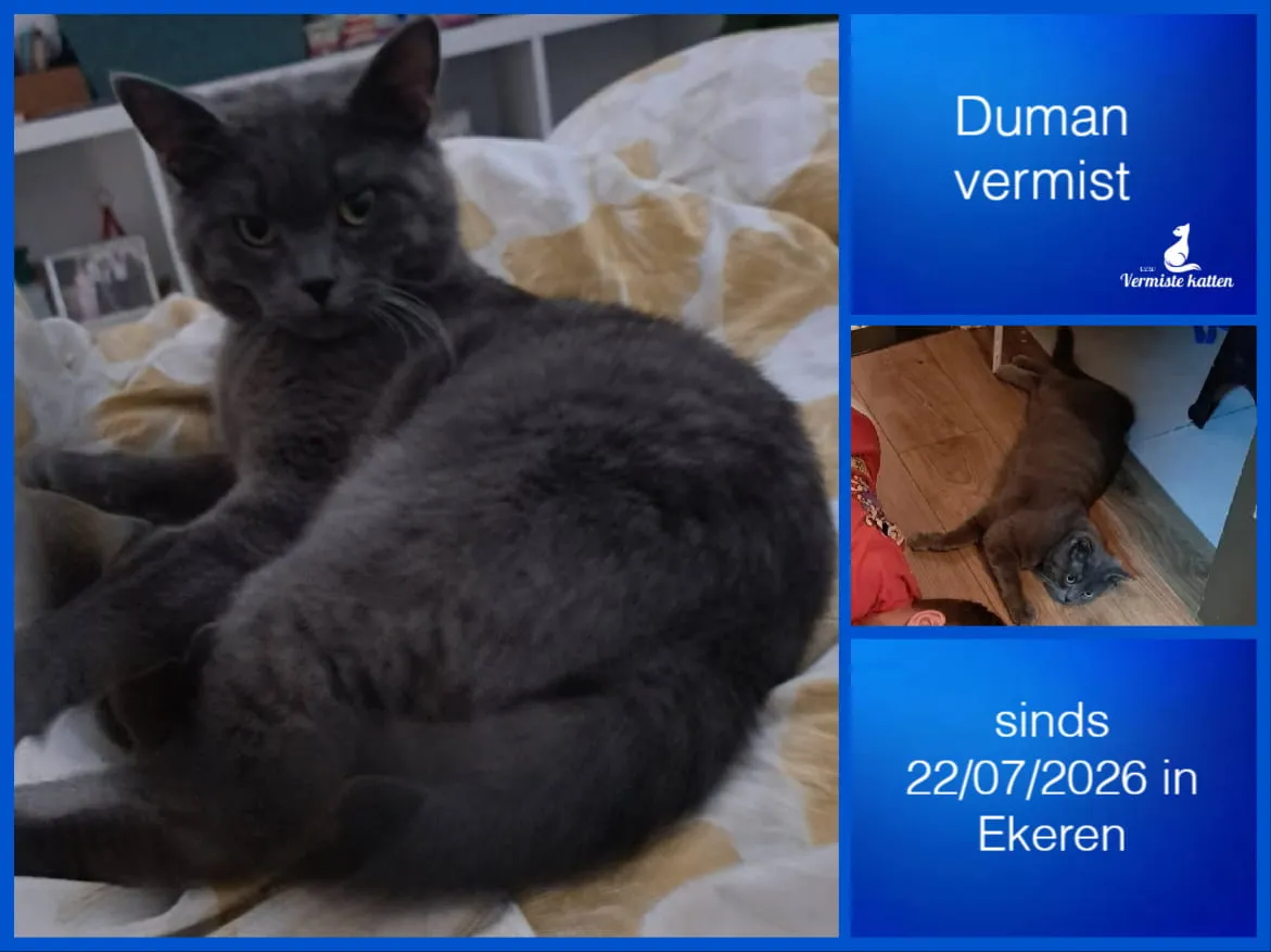 Duman