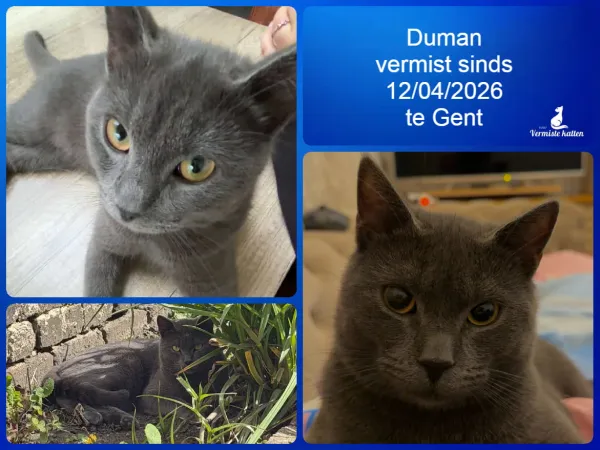 Duman