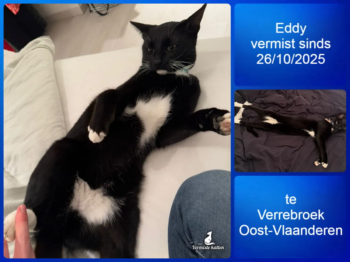 Eddy