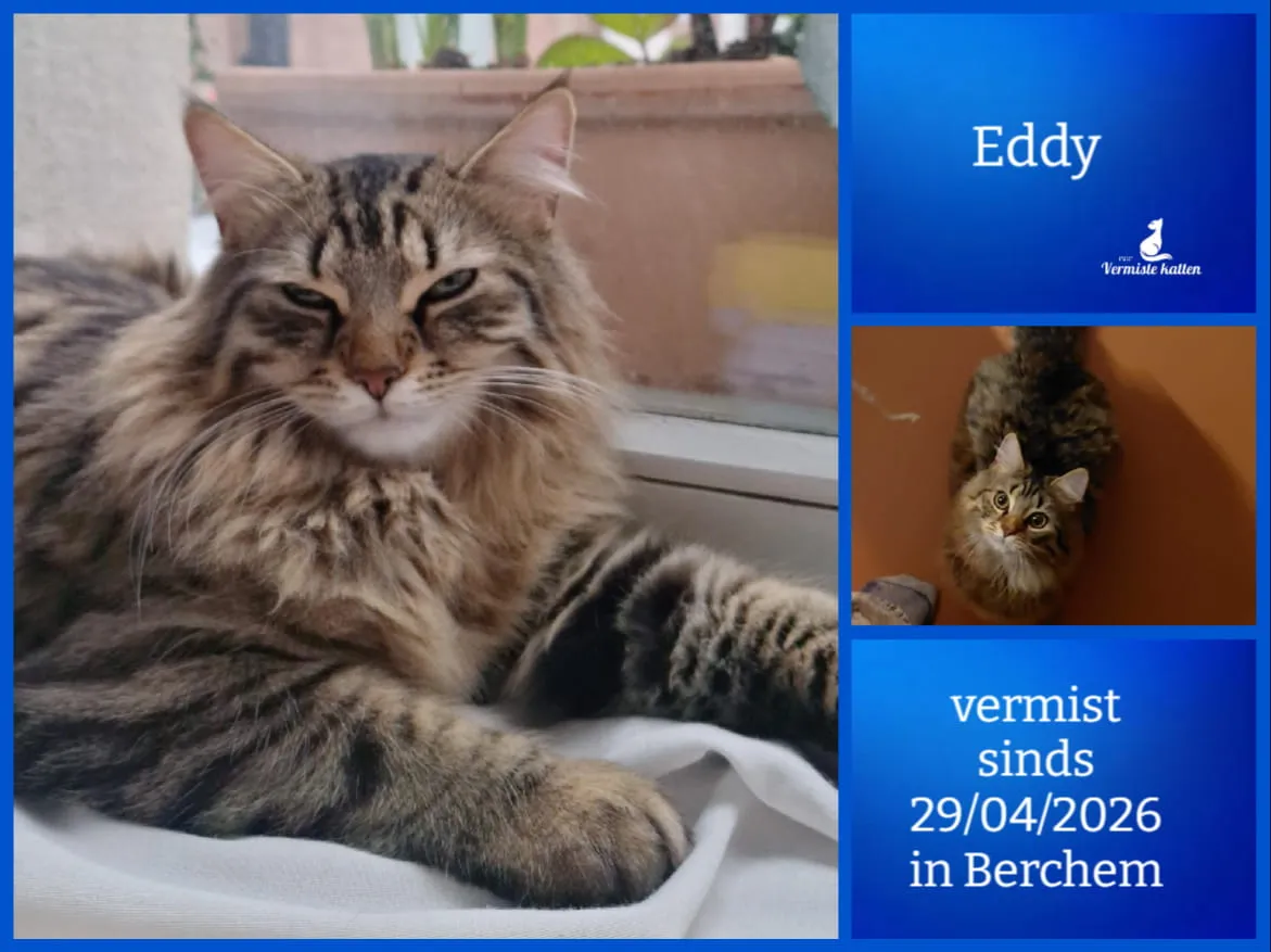 Eddy