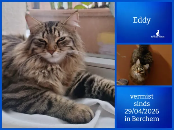 Eddy