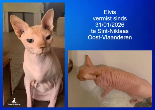 Elvis