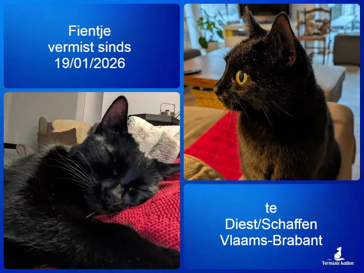Fientje