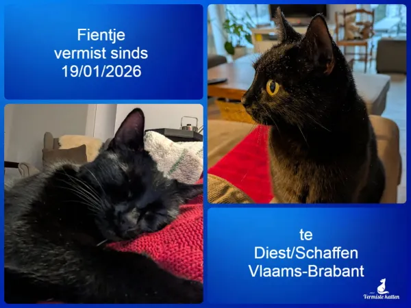 Fientje