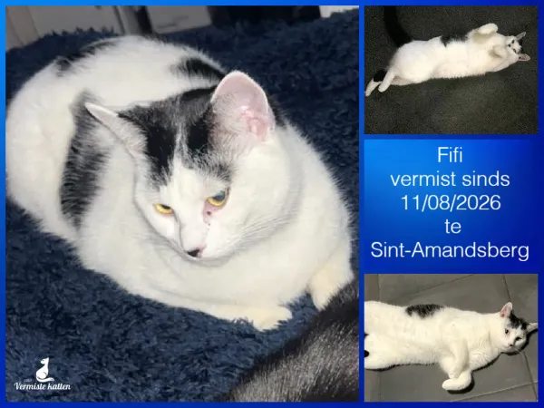 Fifi
