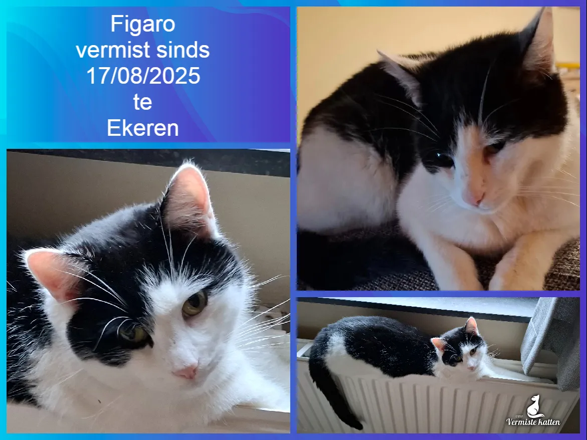 Figaro