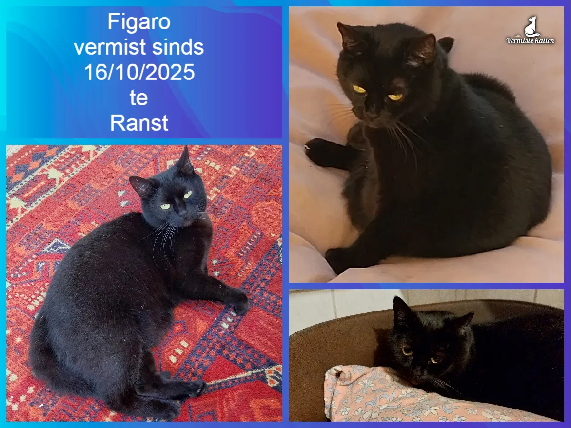Figaro