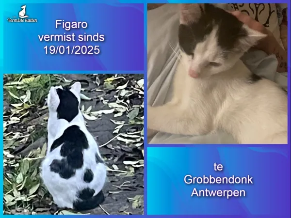 Figaro