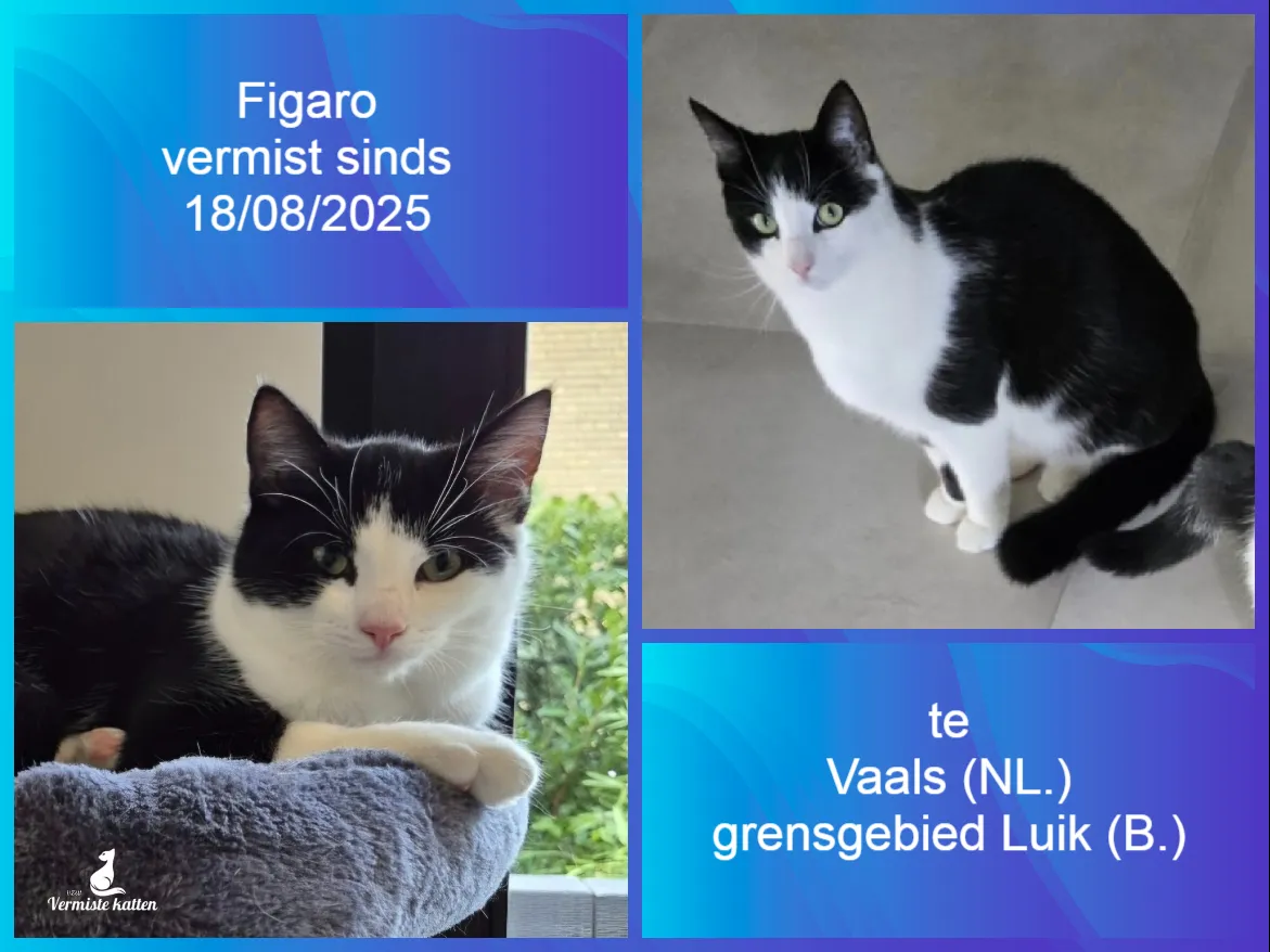 Figaro