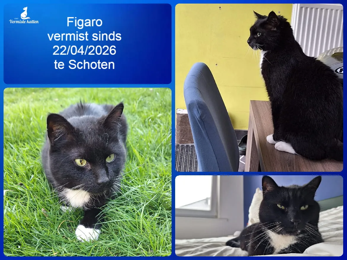 Figaro