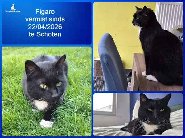 Figaro