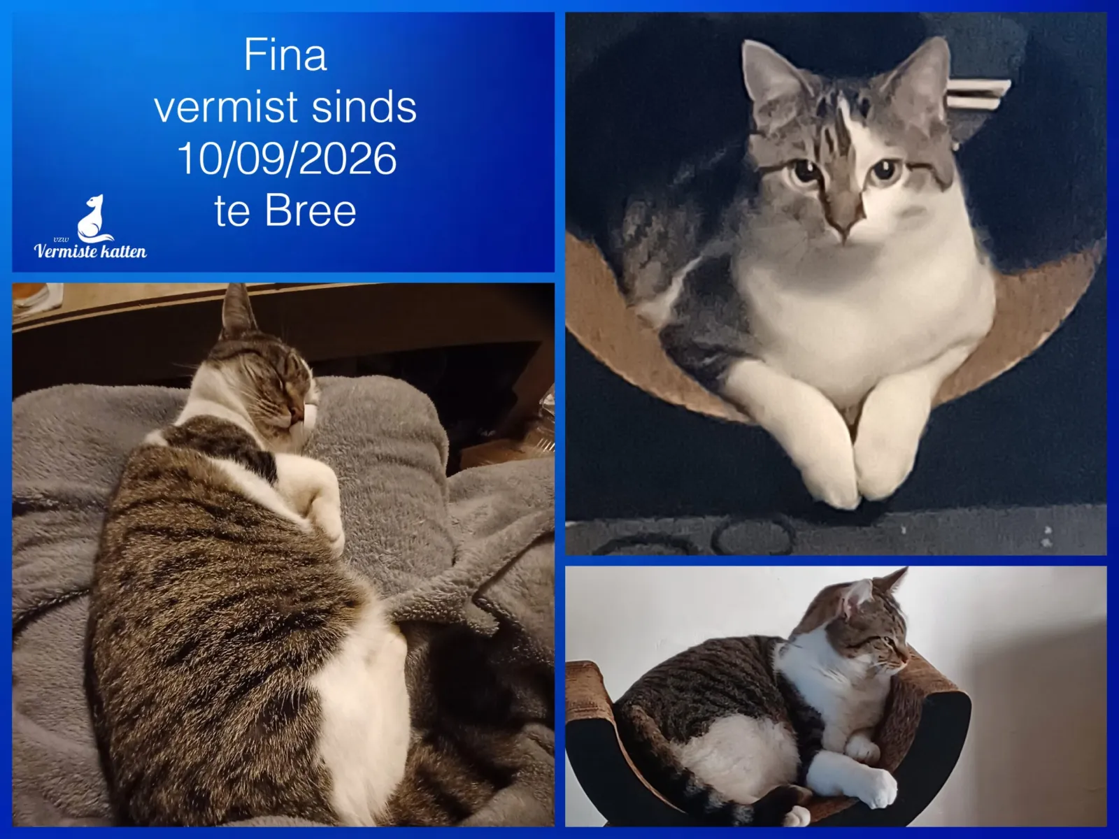 Fina
