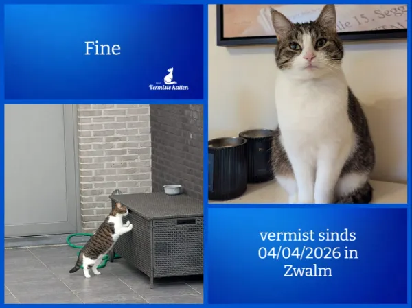 Fine